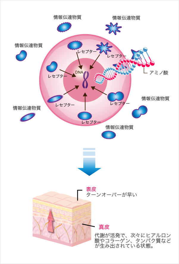 ESTETIC – エステ ヒト幹細胞培養液とは-｜表参道・青山の美容室ROI